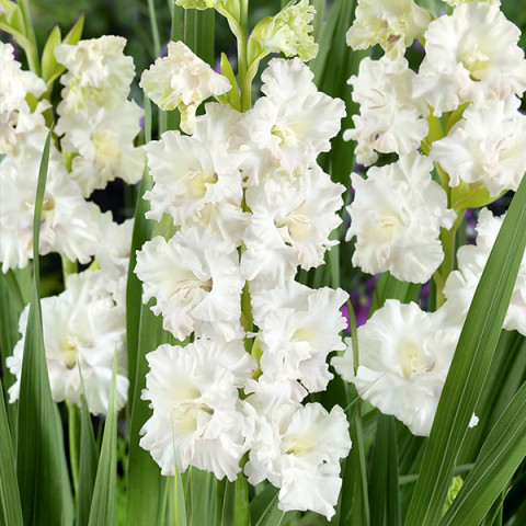 Gladiolus - Mieczyk Karbowany Snowy Frizzle
