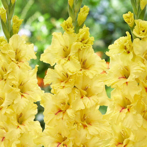 Gladiolus - Mieczyk Karbowany Yellow Age