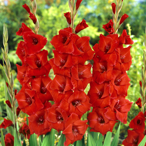 Gladiolus - Mieczyk Wielkokwiatowy Advance