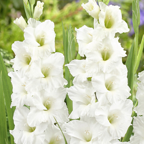 Gladiolus - Mieczyk Wielkokwiatowy Biały 5 szt