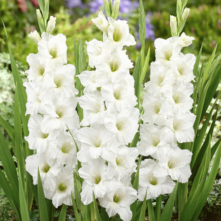 Gladiolus - Mieczyk Wielkokwiatowy Biały