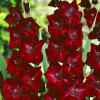 Gladiolus - Mieczyk Wielkokwiatowy Bordowy