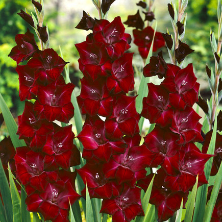 Gladiolus - Mieczyk Wielkokwiatowy Bordowy