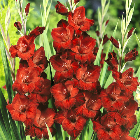 Gladiolus - Mieczyk Wielkokwiatowy Brown Sugar