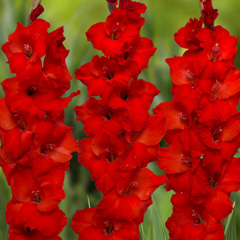 Gladiolus - Mieczyk Wielkokwiatowy Costello