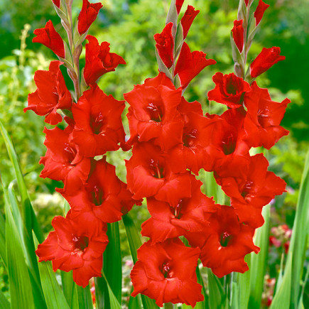 Gladiolus - Mieczyk Wielkokwiatowy Сzerwony