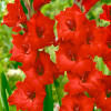 Gladiolus - Mieczyk Wielkokwiatowy Сzerwony