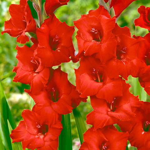 Gladiolus - Mieczyk Wielkokwiatowy Сzerwony 5 szt