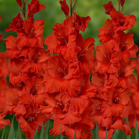 Gladiolus - Mieczyk Wielkokwiatowy Demarrage