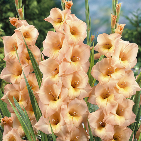 Gladiolus - Mieczyk Wielkokwiatowy Esta Bonita Oferta Specjalna