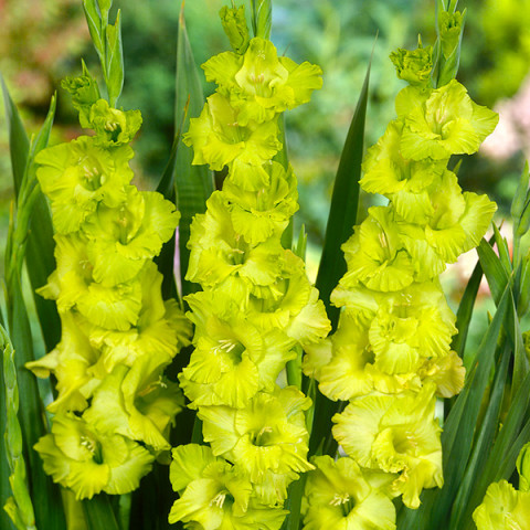 Gladiolus - Mieczyk Wielkokwiatowy Evergreen