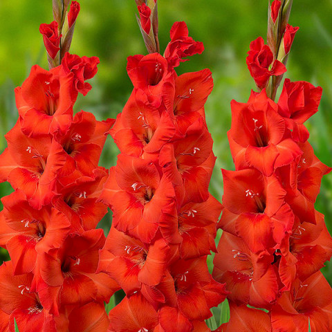 Gladiolus - Mieczyk Wielkokwiatowy Flame