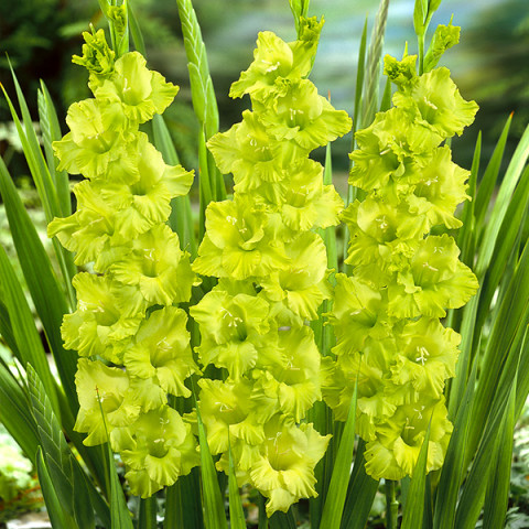 Gladiolus - Mieczyk Wielkokwiatowy Green Star