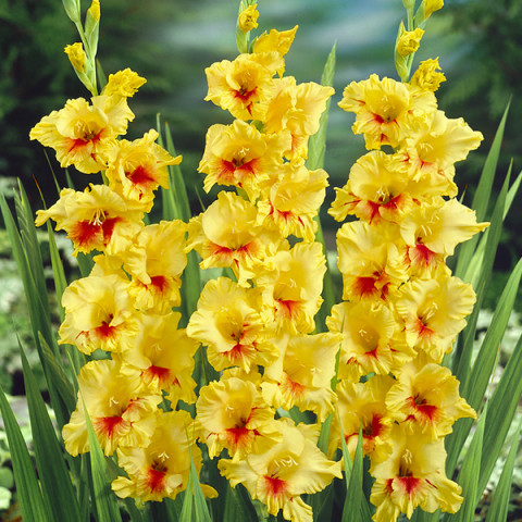 Gladiolus - Mieczyk Wielkokwiatowy Jaster