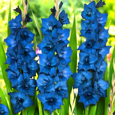 Gladiolus - Mieczyk Wielkokwiatowy Niebieski 5 szt