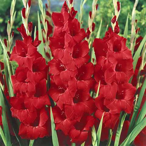 Gladiolus - Mieczyk Wielkokwiatowy Oscar