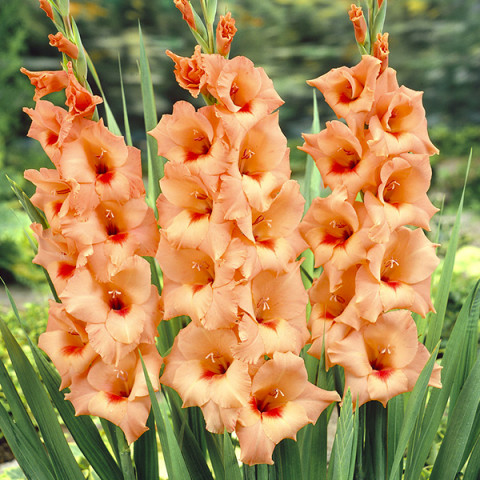 Gladiolus - Mieczyk Wielkokwiatowy Peter Pears Oferta Specjalna