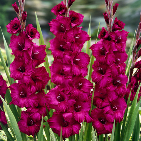 Gladiolus - Mieczyk Wielkokwiatowy Plumtart