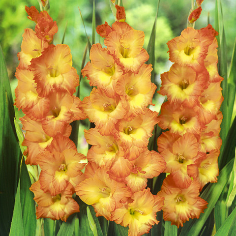 Gladiolus - Mieczyk Wielkokwiatowy Prince of Orange