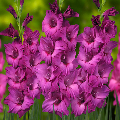 Gladiolus - Mieczyk Wielkokwiatowy Thalia
