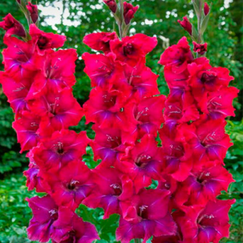 Gladiolus - Mieczyk Wielkokwiatowy Union Jack Oferta Specjalna
