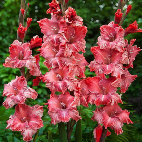 Gladiolus - Mieczyk Wielkokwiatowy Vabene