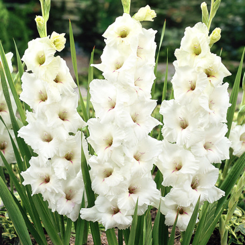 Gladiolus - Mieczyk Wielkokwiatowy White Prosperity Oferta Specjalna