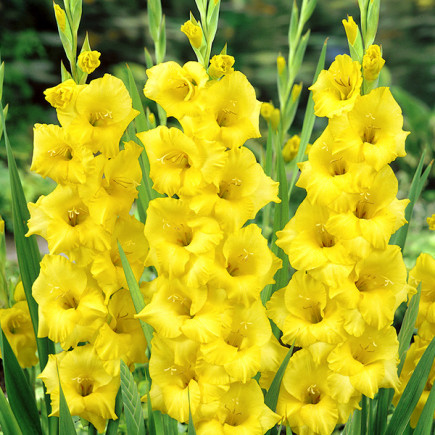 Gladiolus - Mieczyk Wielkokwiatowy Żółty