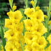 Gladiolus - Mieczyk Wielkokwiatowy Żółty