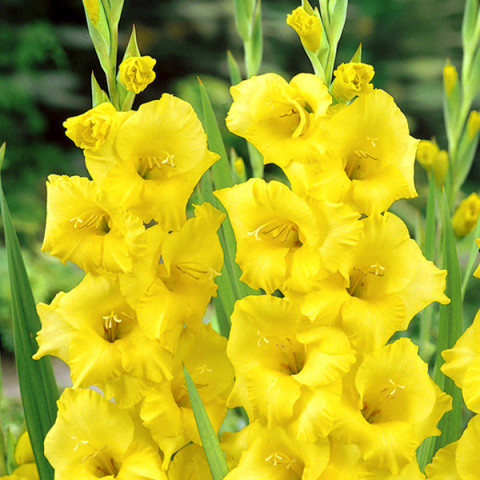 Gladiolus - Mieczyk Wielkokwiatowy Żółty 5 szt