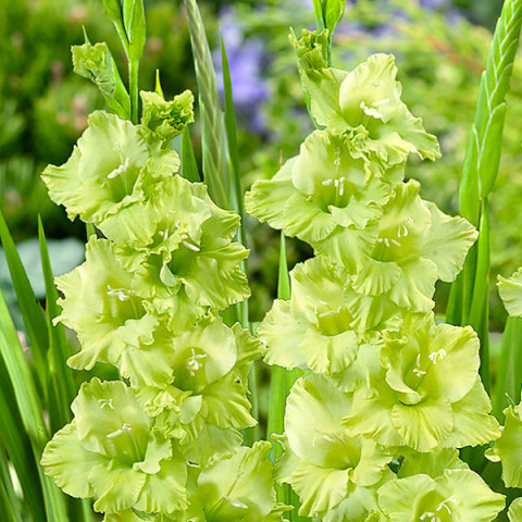 Gladiolus - Mieczyk Wielkokwiatowy Zielony 5 szt