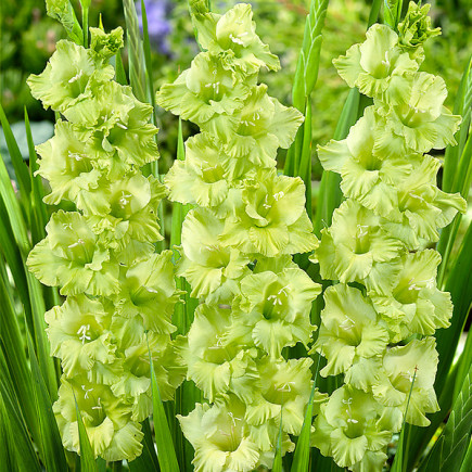 Gladiolus - Mieczyk Wielkokwiatowy Zielony