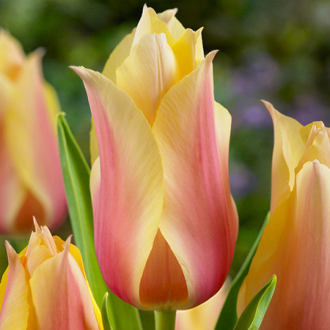 Tulipan Gigantyczny Blushing Beauty