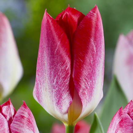 Tulipan Hybrydowy Fostera Flaming Purissima