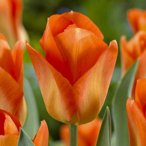 Tulipan Hybrydowy Fostera Orange Breeze