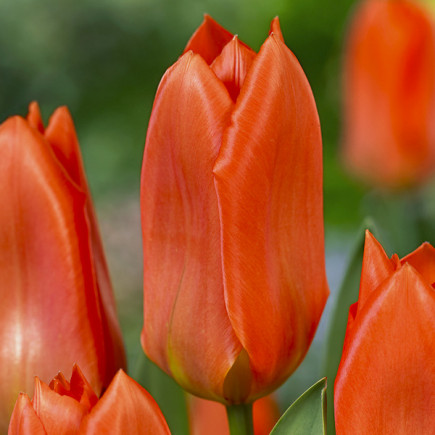 Tulipan Hybrydowy Fostera Orange Brilliant