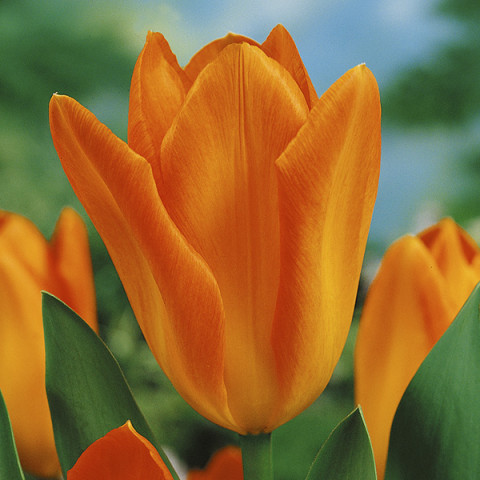 Tulipan Hybrydowy Fostera Orange Emperor 5 szt