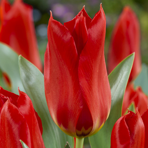 Tulipan Hybrydowy Fostera Spring Pearl