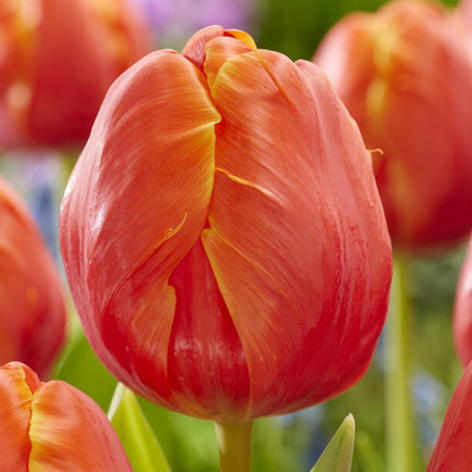 Tulipan Papuzi Ad Rem Parrot 5 szt