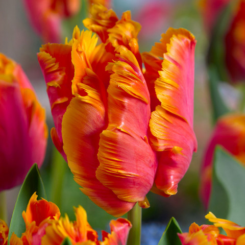 Tulipan Papuzi Amazing Parrot 5 szt