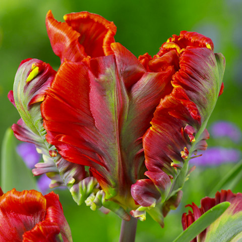 Tulipan Papuzi Exotic Parrot 