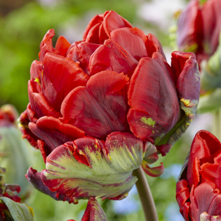 Tulipan Papuzi Rococo Double