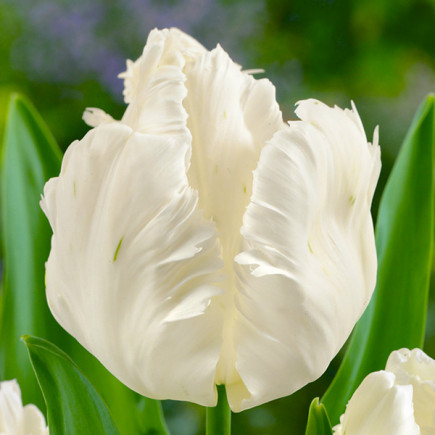 Tulipan Papuzi White Parrot