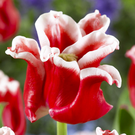 Tulipan Coronet Elegant Crown