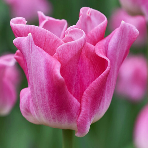 Tulipan Coronet Picture