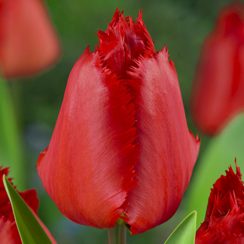 Tulipan Strzępiasty Crystal Beauty