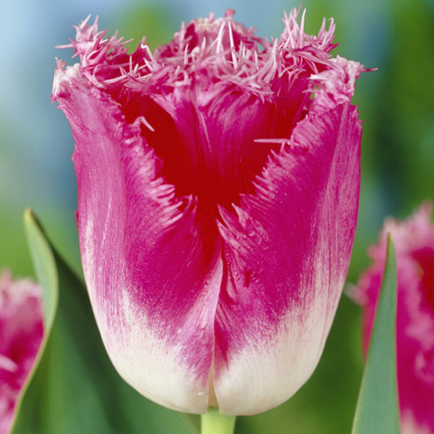 Tulipan Strzępiasty Fancy Frills