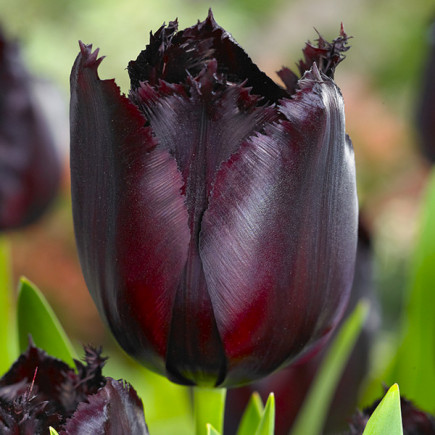 Tulipan Strzępiasty Fringed Black