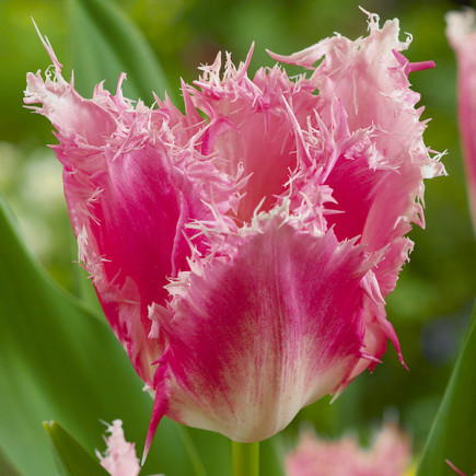 Tulipan Strzępiasty Huis ten Bosch