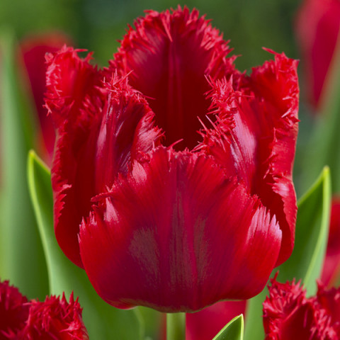 Tulipan Strzępiasty Red Wing